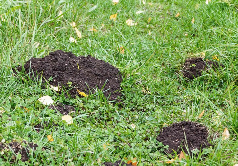 What Animal is Digging Holes in My Yard?