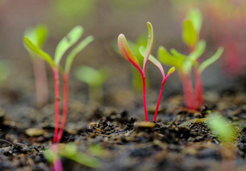 What Is the No-Dig Gardening Method, and Why You Should Try it This Spring - Bob Vila