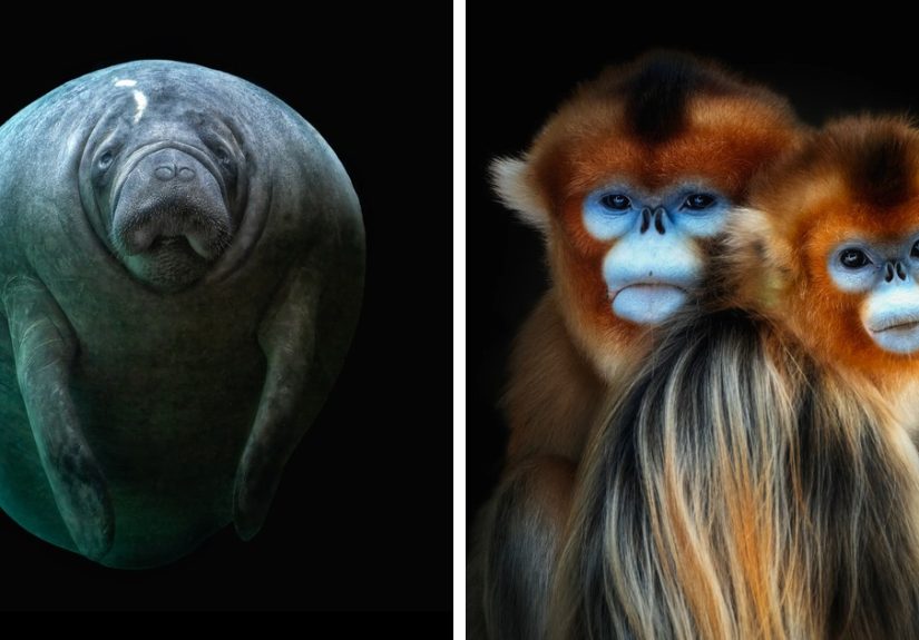 Wild Animals From Up Close: 32 Portraits By Pedro Jarque Krebs