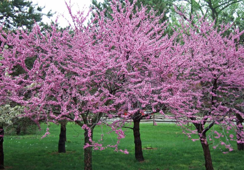 10 Flowering Trees and Shrubs for Spring Landscaping