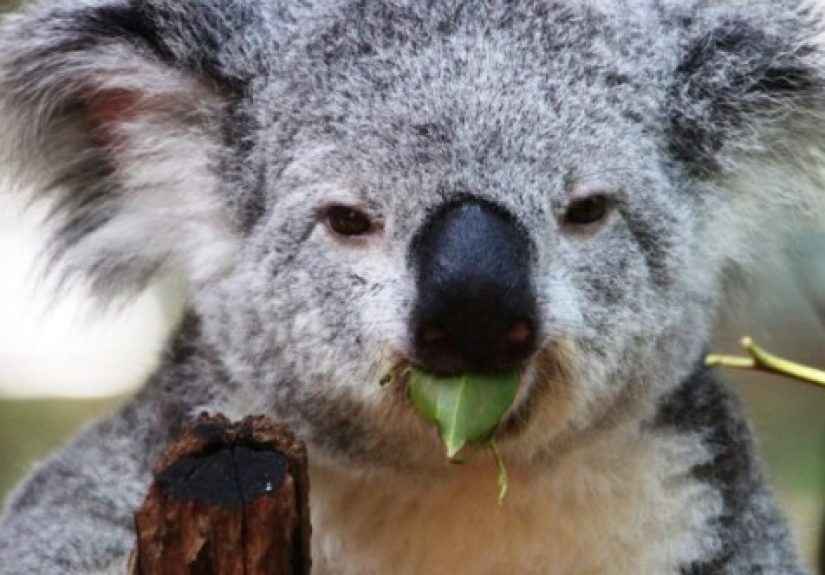 10 Species That Are the Last of Their Kind