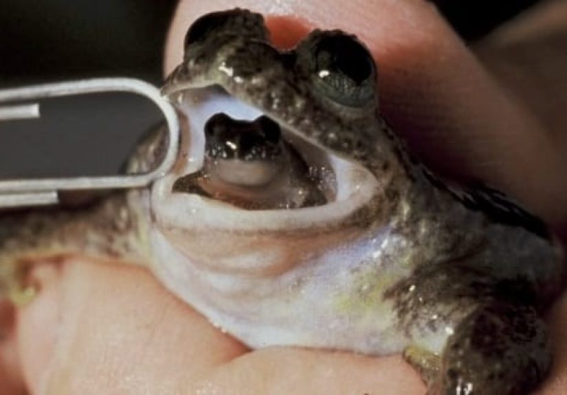 10 Weirdest Life Cycles In Nature