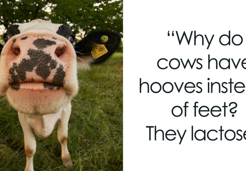 158 Cow Puns That Show How Wonderful These Animals Are