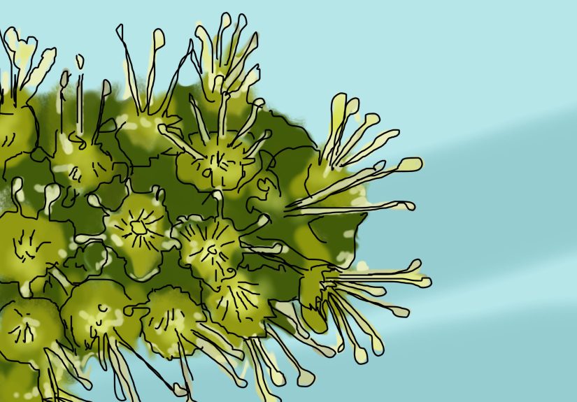 3 Ways to Identify a Sycamore Tree