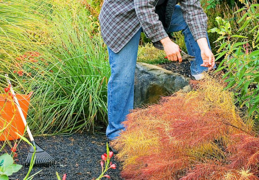 5 Reasons to Never Cut Back All Your Plants in Fall