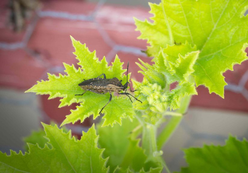5 Ways to Ensure Squash Bugs Don’t Invade Your Garden Next Year, a Gardener Shares