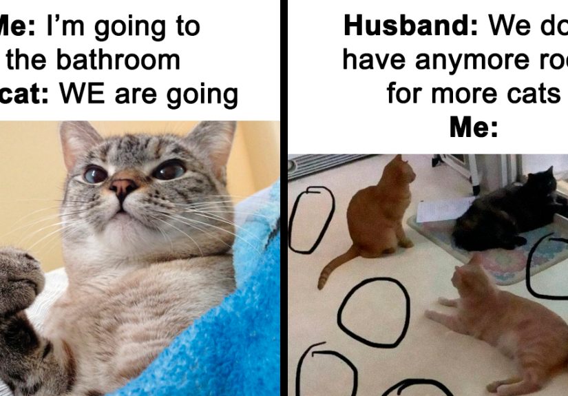50 Funny And Relatable Cat Memes That Might Make You Want To Rescue A(nother) Cat