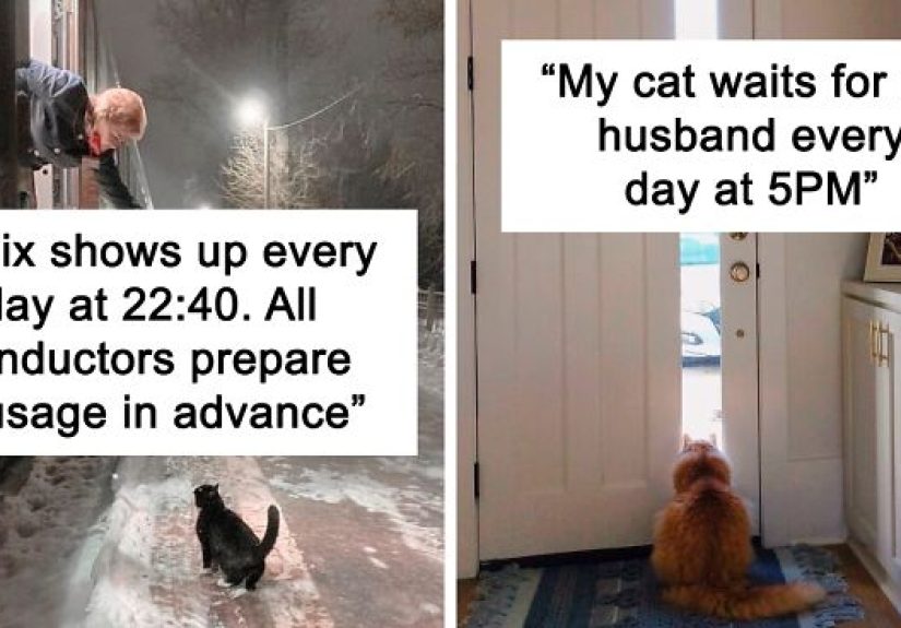 50 Of The Most Wholesome Cat Posts That Warmed Many People’s Hearts