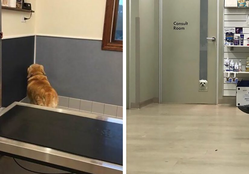 58 Hilarious Moments When Dogs Realized They Were Going To The Vet Instead Of The Park