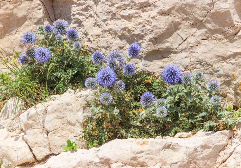 6 Drought-Tolerant Perennials That Can Thrive in Even the Driest Heat