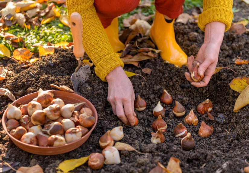 7 Bulbs You Should Plant Now That Rodents Won't Touch