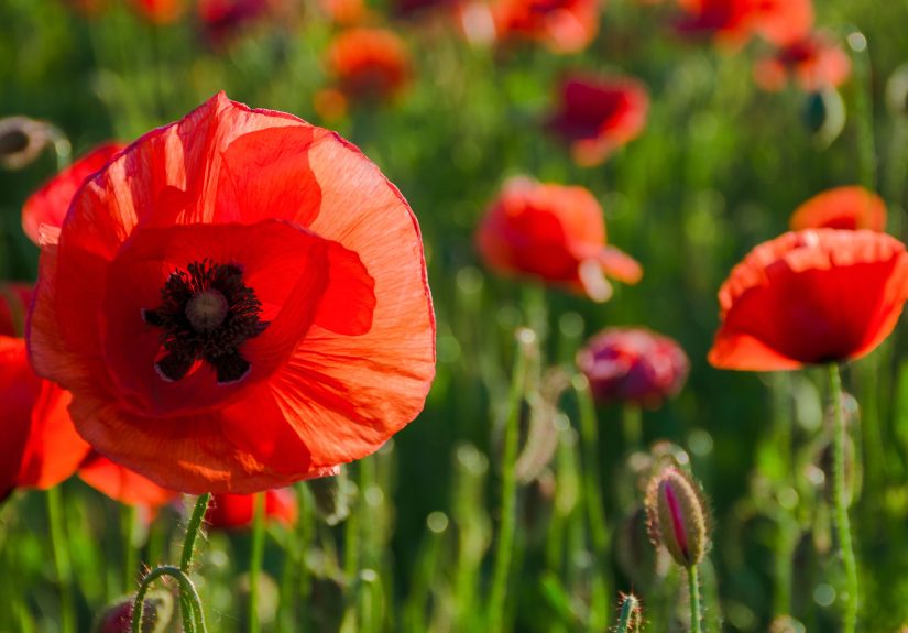 7 of the Prettiest Poppies to Plant This Fall for a Burst of Spring Color