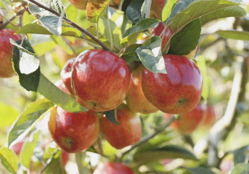 8 Simple Tips You Should Follow for Your Biggest Fruit Tree Harvest Yet