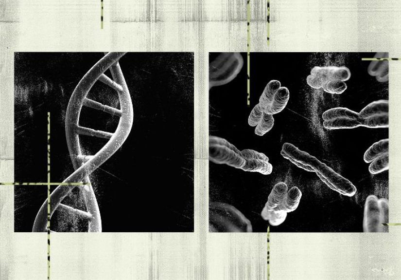 Gene vs. chromosome: Meaning, function, and more