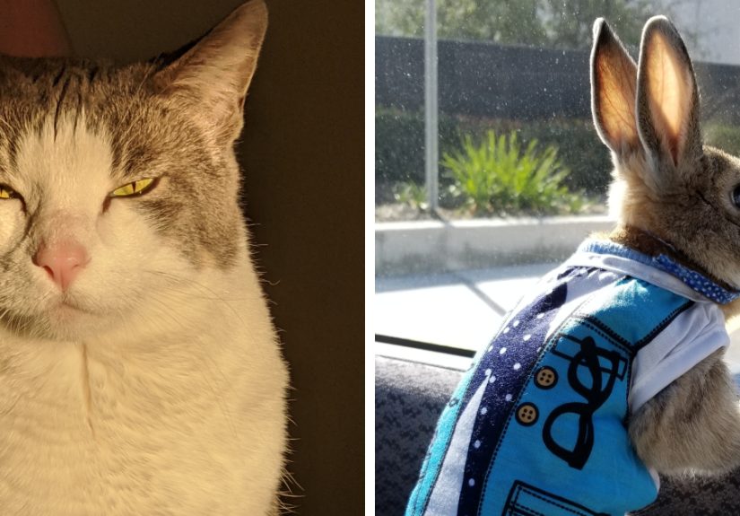 Hey Pandas, Post A Clever Photo Of Your Pet