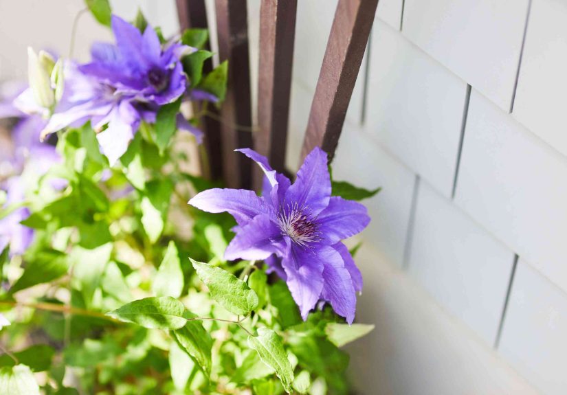 How and When to Prune Clematis Vines