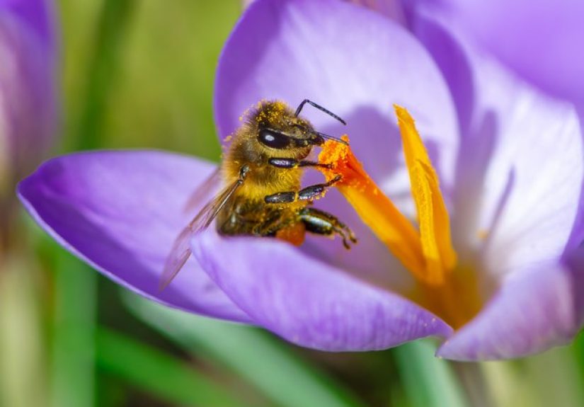 How Do Flowers Attract Insects?