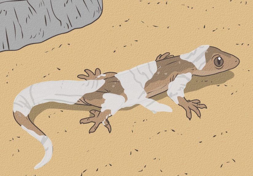 How to Care for a House Gecko: 11 Steps