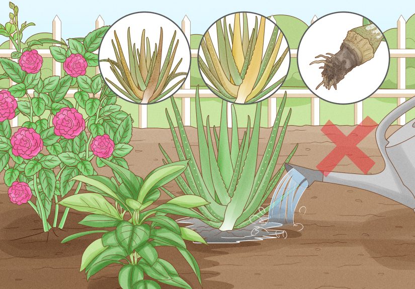 How to Choose the Best Time for Watering a Garden: 7 Steps