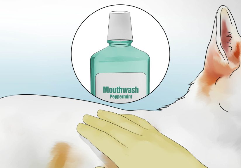 How to Clean Skunk Spray Off Your Dog: Tips for Clean Scent