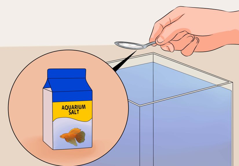 How to Cure Betta Fish Diseases