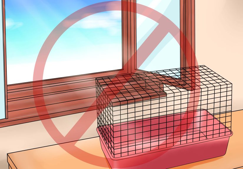 How to Diagnose and Treat a Dehydrated Hamster: 9 Steps