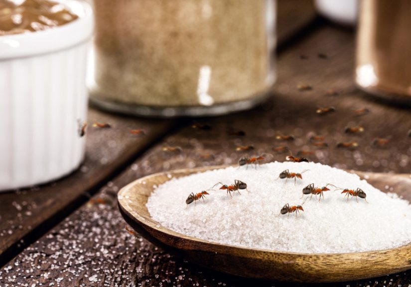How To Get Rid of Sugar Ants in Your Home Fast, According to Pros