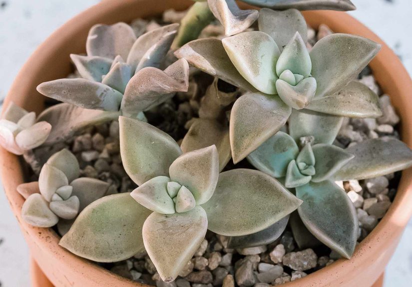 How to Grow and Care for Ghost Plant
