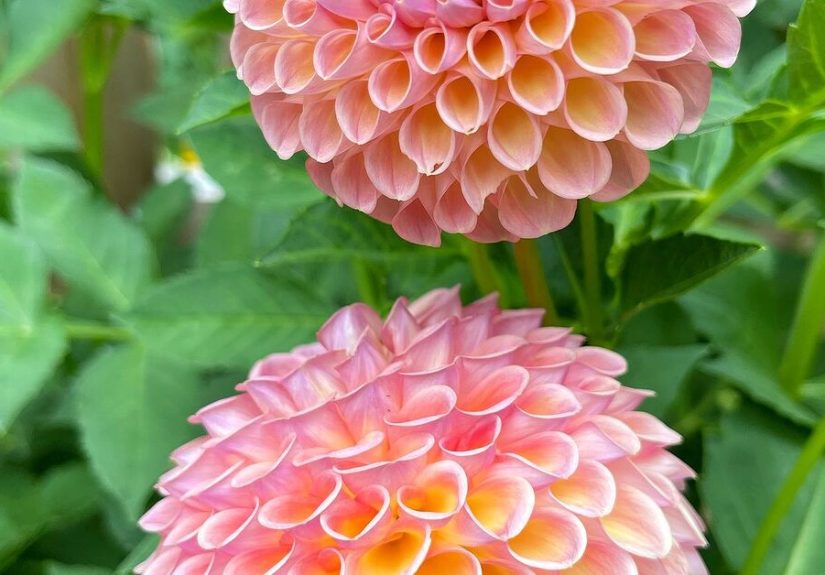 How to Keep Fresh Flowers Longer