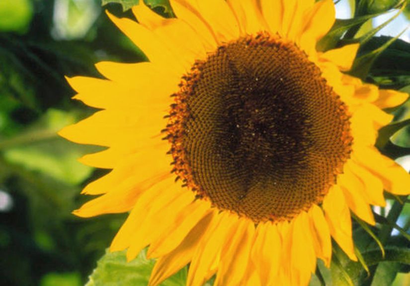 How to Plant and Grow Annual Sunflower