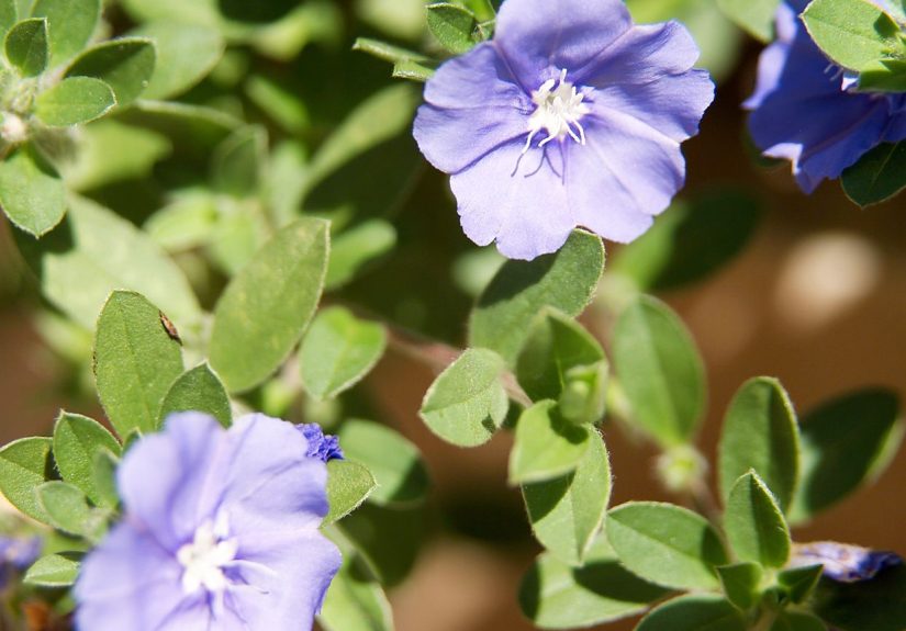 How to Plant and Grow Evolvulus