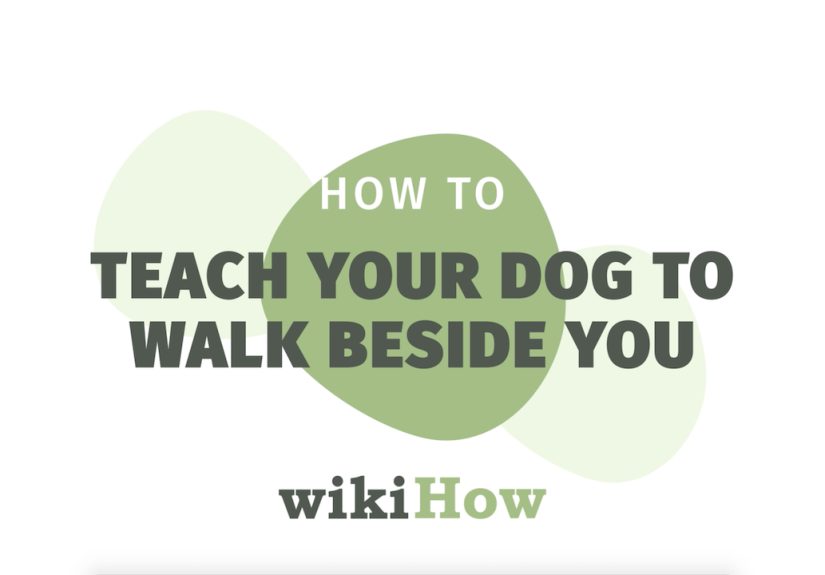 How to Teach Your Dog to Walk on a Leash: Easy Training Tips