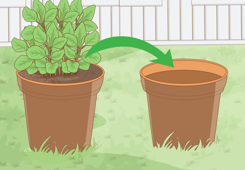 How to Water Indoor Plants: 13 Steps