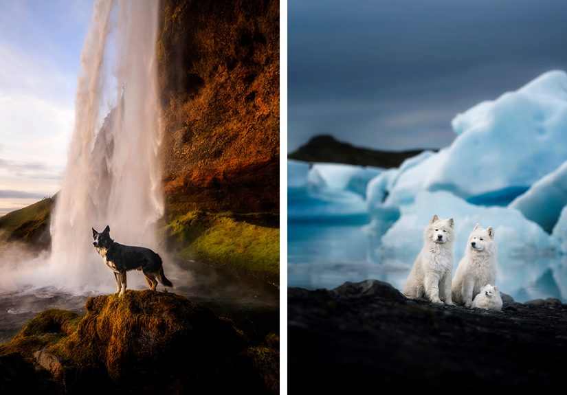 In The Land Of Ice And Dogs: My 40 Captivating Photos Of Iceland’s Canine Residents