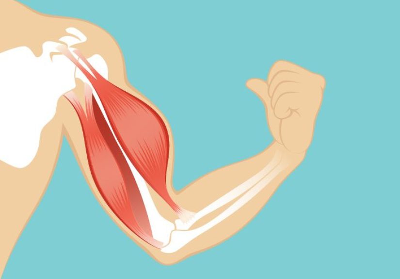 Latissimus Dorsi Muscle Origin, Function & Location