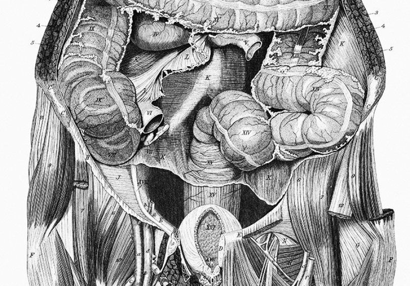 Liver and pancreas: Anatomy, function, and conditions