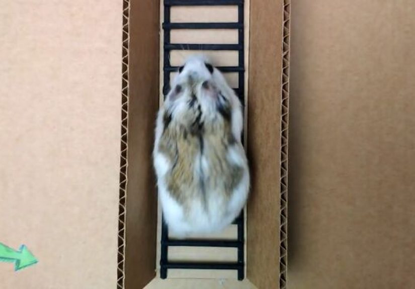 Person Shows Their Hamster Escaping A Prison In Amazing Obstacle Course Video, Captures The Hearts Of 55 Million People