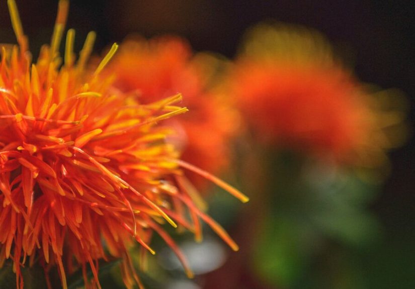 Safflower Oil for Skin: Uses and Benefits