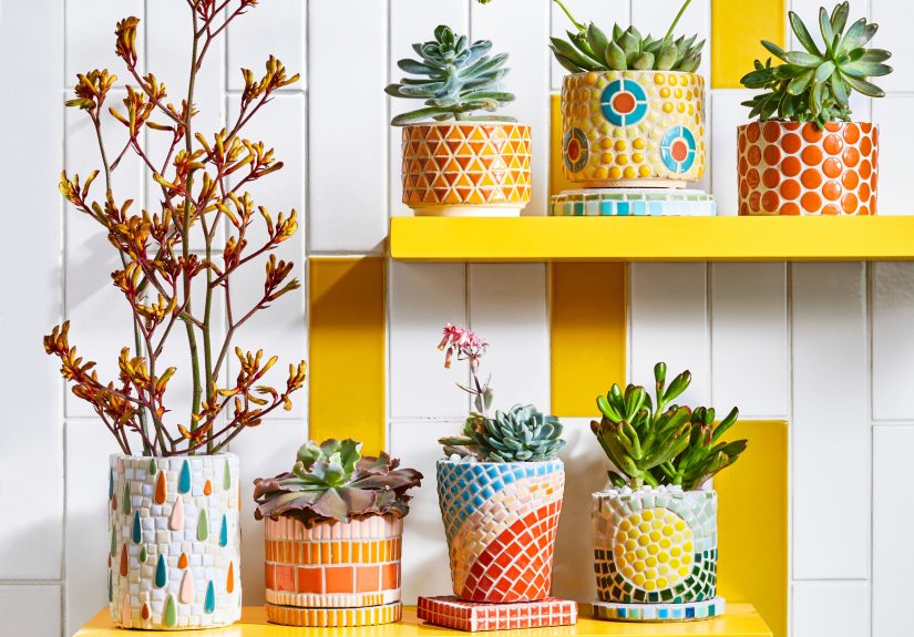Save Damaged Succulents with These 6 Simple Steps