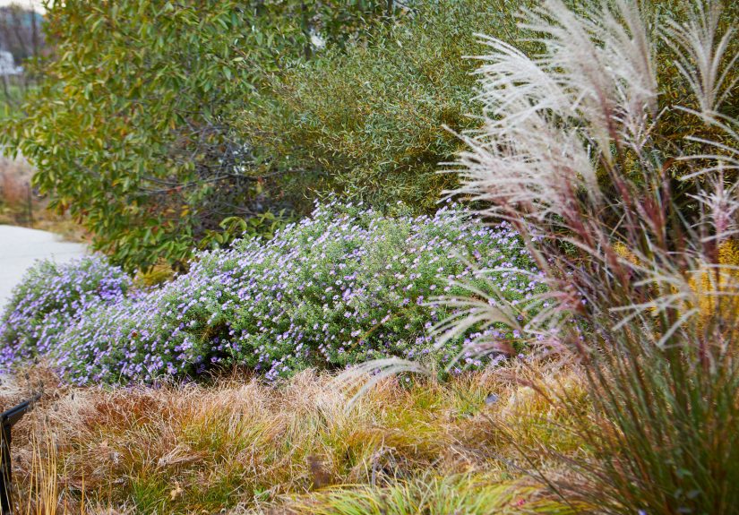 Should You Cut Back Ornamental Grasses Before Winter?