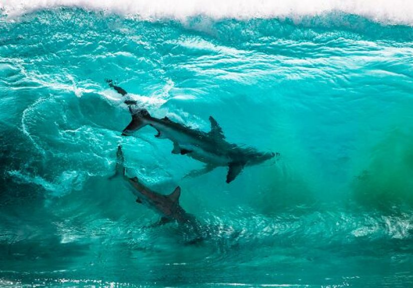 The Ocean Photography Awards Just Announced Their Finalists And The Photos Look Stunning (30 Pics)