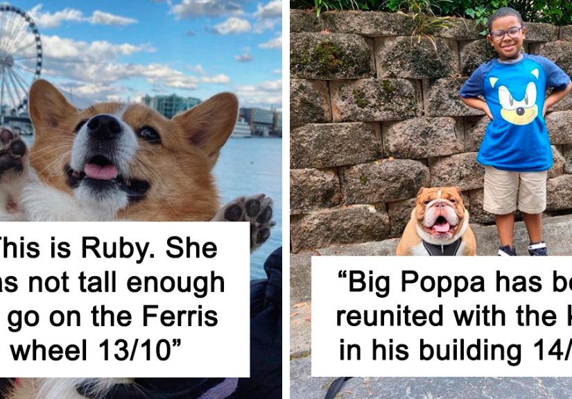 The “WeRateDogs” Twitter Account With 9M Followers Rates People’s Dogs, And It’s As Hilarious As It Is Wholesome (50 New Pics)