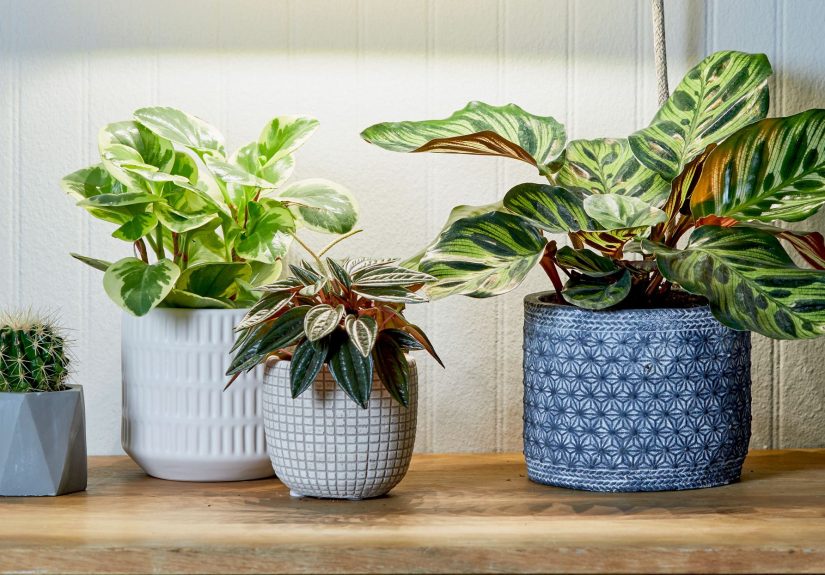These 6 Popular Houseplants Symbolize Luck, Gratitude, and More
