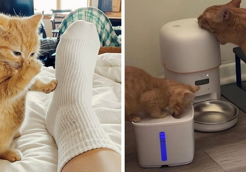 This Facebook Group Is The Place For Wholesome Animal Comedy, And These 28 New Photos Prove It