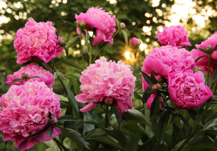 When to Plant Peony Bulbs and 5 Tips for Growing Them