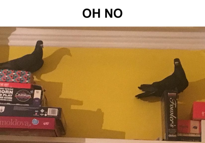 Woman Realizes Two Pigeons Have Been Sitting With Her In The Room For 2 Hours, Shares Everything In Hilarious Tweets