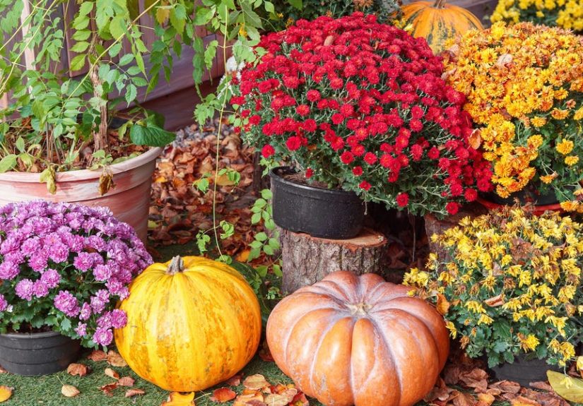 11 Best Fall Container Plants for a Cozy Autumn Display