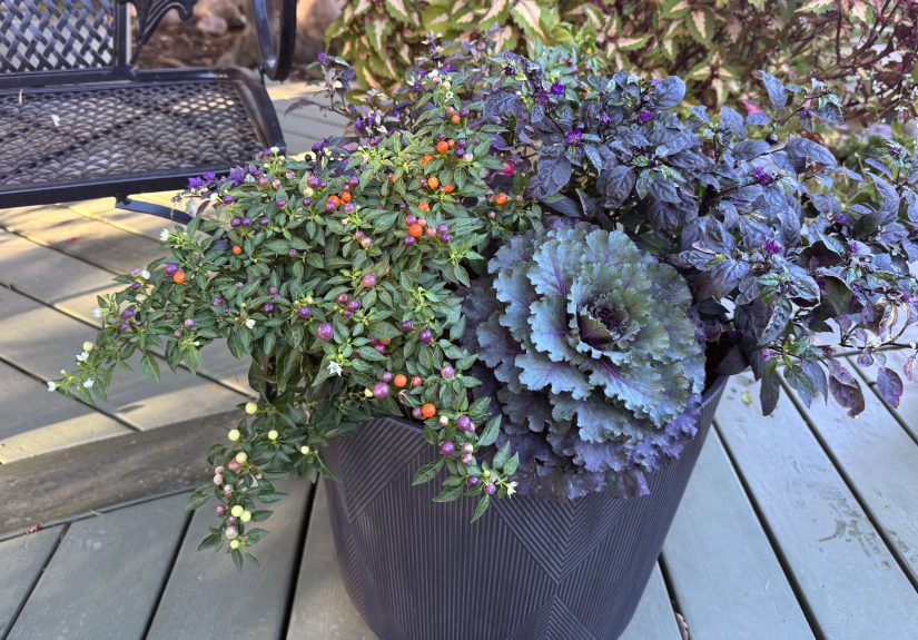 11 Colorful Foliage Plants for Long-Lasting Fall Containers