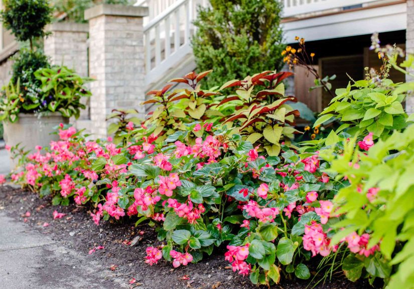 12 Best Shade Plants to Grow Along a North-Facing Wall