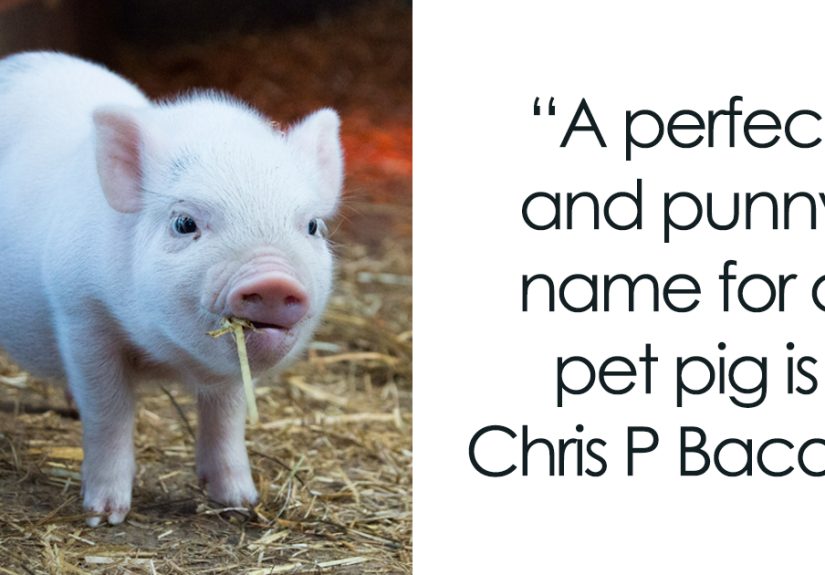 125 Pig Puns That Might Make You Squeal With Joy